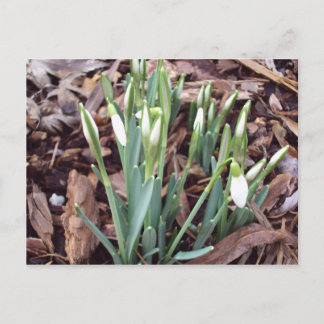 ポストカードの新規成長 ポストカード