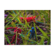 ポストカードの表示