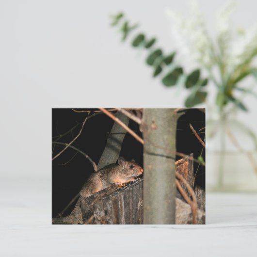 ポストカードの非表示 ポストカード (スタンド正面)