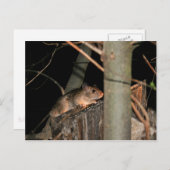 ポストカードの非表示 ポストカード (正面/裏面)