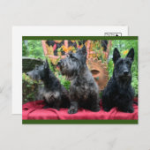 ポストカードを表示しない ポストカード (正面/裏面)