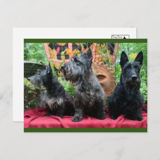 ポストカードを表示しない ポストカード (正面/裏面)