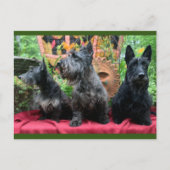 ポストカードを表示しない ポストカード (正面)