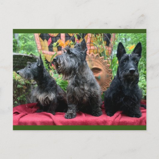 ポストカードを表示しない ポストカード (正面)