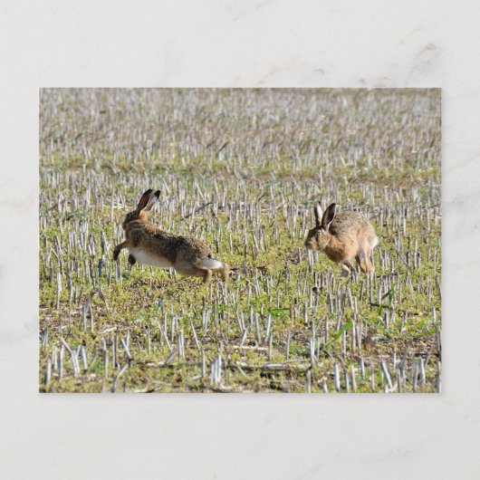 ポストカードを追いかけるブラウンの羽毛 ポストカード (正面)