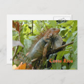 ポストカードイグアナコスタリカ ポストカード (正面/裏面)