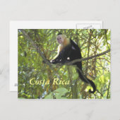 ポストカードカプチンモンキーコスタリカ ポストカード (正面/裏面)