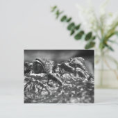 ポストカードケープ恐怖アリゲーター – ノースカロライナ ポストカード (スタンド正面)