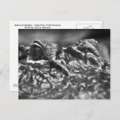 ポストカードケープ恐怖アリゲーター – ノースカロライナ ポストカード (正面/裏面)