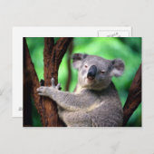 ポストカードコアラベア ポストカード (正面/裏面)