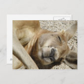 ポストカードスリーピングカンガルーQLDオーストラリア ポストカード (正面/裏面)