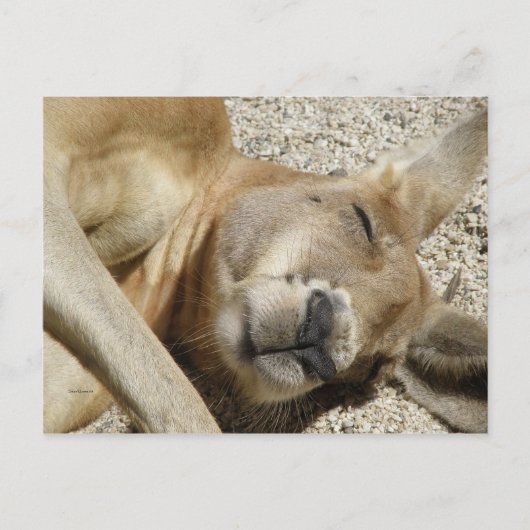 ポストカードスリーピングカンガルーQLDオーストラリア ポストカード (正面)