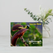 ポストカードセンデラワシ 箔シーズンポストカード (立ち正面)