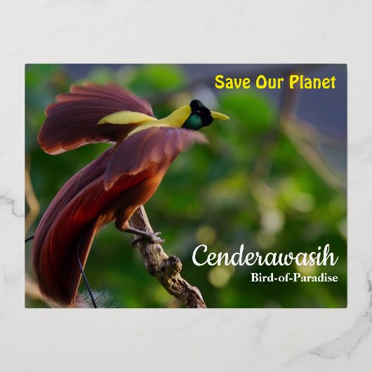 ポストカードセンデラワシ 箔シーズンポストカード (正面)