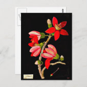 ポストカードボタニカルアートメアリーデラニー10 ポストカード (正面/裏面)