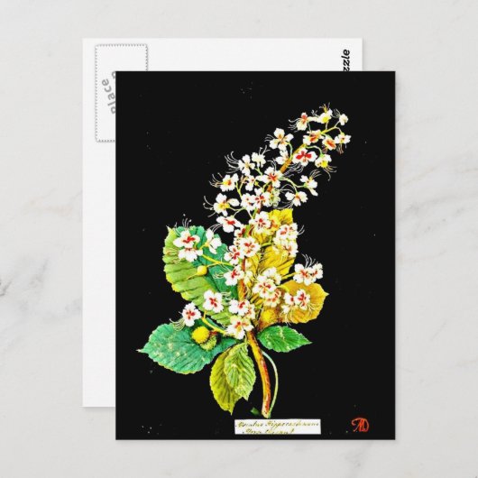 ポストカードボタニカルアートメアリーデラニー11 ポストカード (正面/裏面)