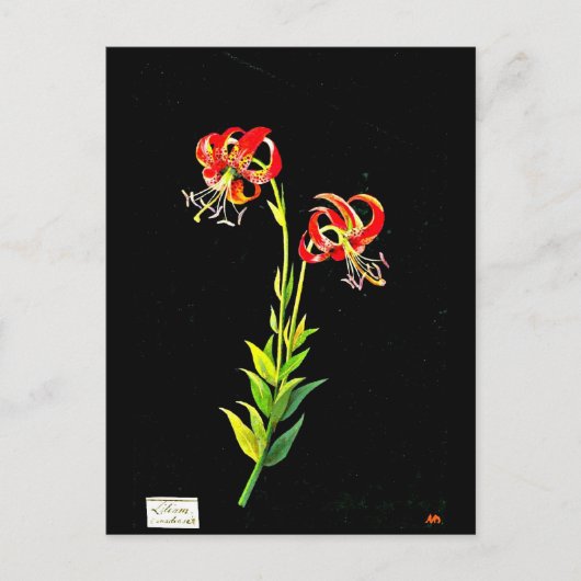 ポストカードボタニカルアートメアリーデラニー12 ポストカード (正面)