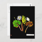 ポストカードボタニカルアートメアリーデラニー14 ポストカード (正面/裏面)