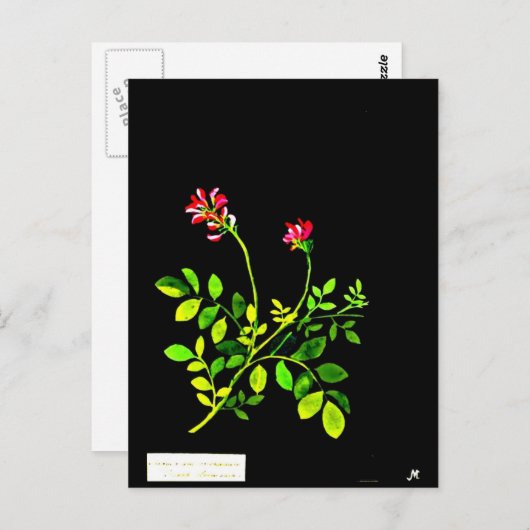 ポストカードボタニカルアートメアリーデラニー15 ポストカード (正面/裏面)