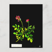 ポストカードボタニカルアートメアリーデラニー15 ポストカード (正面)