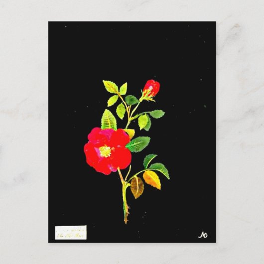 ポストカードボタニカルアートメアリーデラニー16 ポストカード (正面)