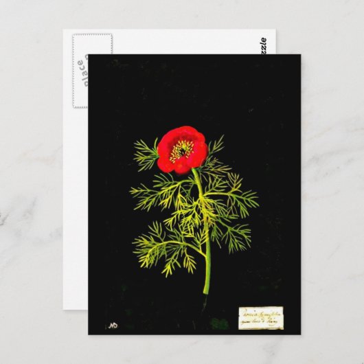 ポストカードボタニカルアートメアリーデラニー18 ポストカード (正面/裏面)