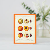 ポストカードボタニカルピエールジョセフ17 ポストカード (スタンド正面)