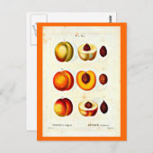 ポストカードボタニカルピエールジョセフ17 ポストカード (正面/裏面)