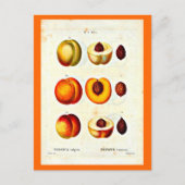 ポストカードボタニカルピエールジョセフ17 ポストカード (正面)