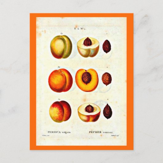 ポストカードボタニカルピエールジョセフ17 ポストカード (正面)