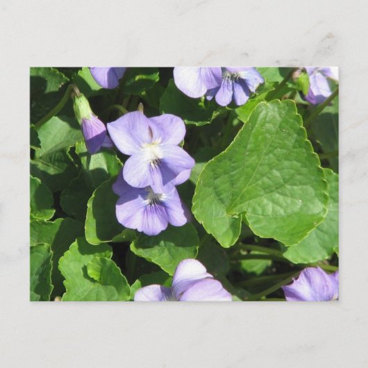 ポストカード用水平テンプレート - カスタマイズ済み ポストカード (正面)