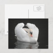 ポストカード白鳥スイミング ポストカード (正面/裏面)