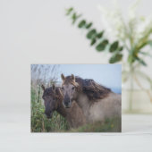 ポストカード自然- Konik Ponies at Oare Marsh ポストカード (スタンド正面)