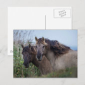 ポストカード自然- Konik Ponies at Oare Marsh ポストカード (正面/裏面)