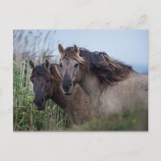 ポストカード自然- Konik Ponies at Oare Marsh ポストカード (正面)