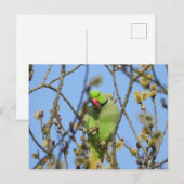 ポストカード (正面/裏面)