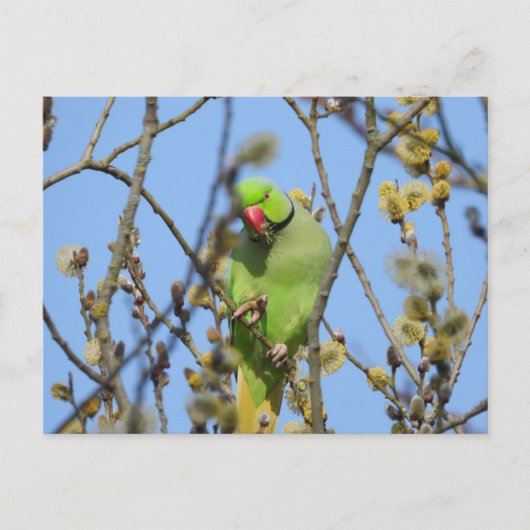 ポストカード (正面)