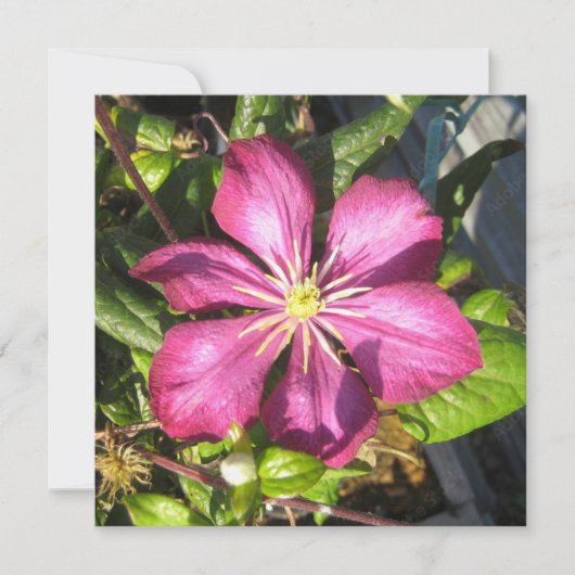 ポストカード (正面)