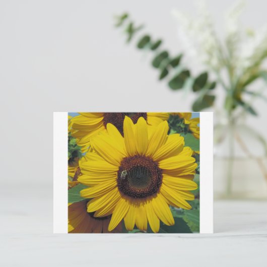 ポストカード (スタンド正面)