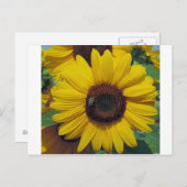 ポストカード (正面/裏面)