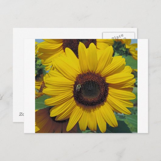 ポストカード (正面/裏面)