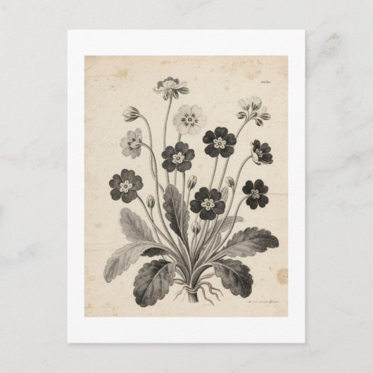 ポストカード (正面)