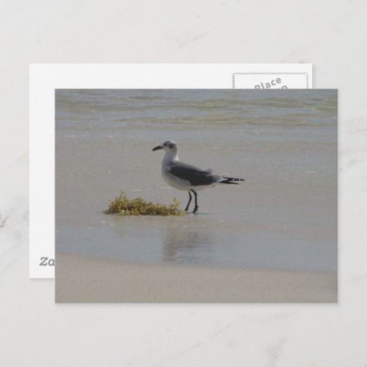 ポストカード (正面/裏面)