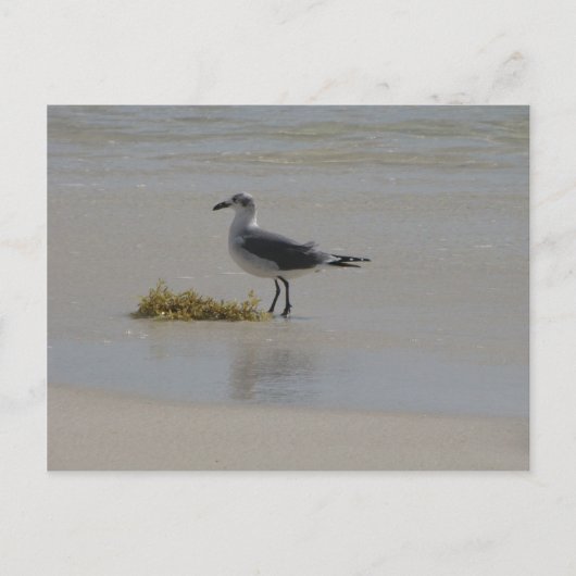 ポストカード (正面)