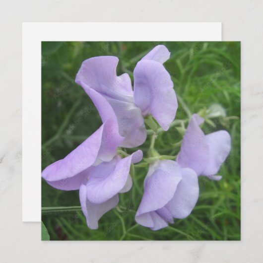 ポストカード (正面/裏面)