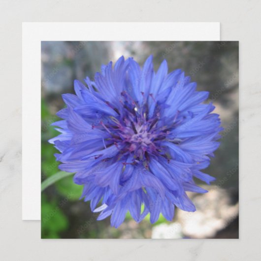 ポストカード (正面/裏面)