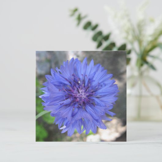 ポストカード (スタンド正面)