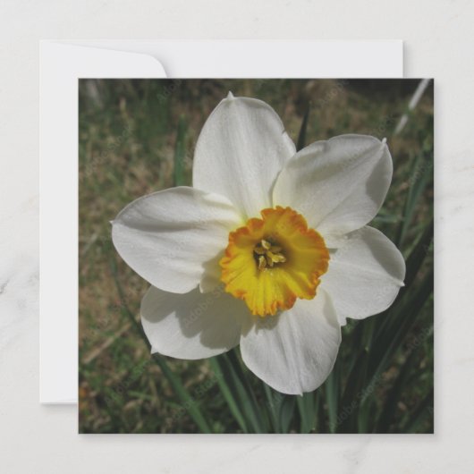 ポストカード (正面)