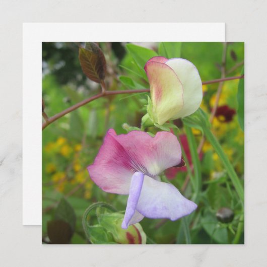 ポストカード (正面/裏面)