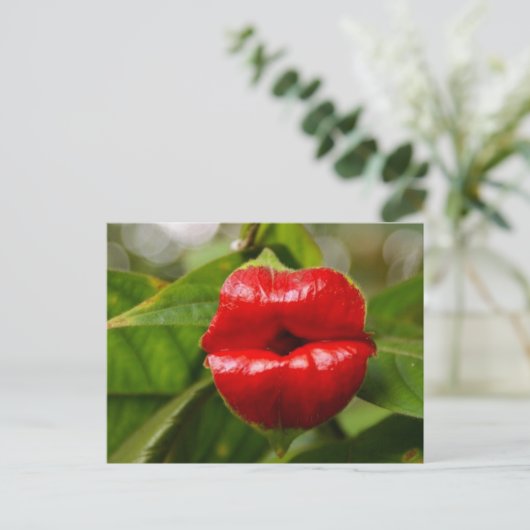 ポストカード (スタンド正面)